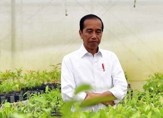 Persemaian Mentawir Kunci Rehabilitasi Ekosistem Hutan IKN Persemaian Mentawir Kunci Rehabilitasi Ekosistem Hutan IKN