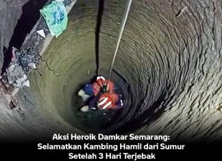 Aksi Heroik Damkar Semarang: Selamatkan Kambing Hamil dari Sumur Setelah 3 Hari Terjebak